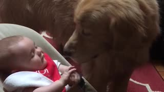 Baby discovers the joy of Golden Retriever kisses