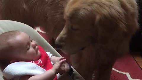 Baby discovers the joy of Golden Retriever kisses