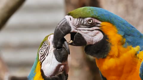 Two parrots kissing each other