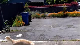 Dog playing with basketball in slowmotion