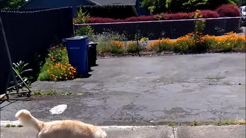 Dog playing with basketball in slowmotion