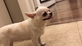 White chihuahua sneezes and shakes whole body
