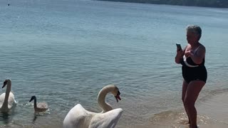 Swan Scares Lady into the Sea