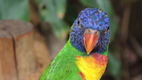 Creative Unique Parrot Bird