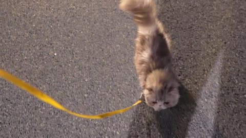 I will follow you the first time you go out! ! ! #walkingcat# so cute 💥 #吃猫#raisecat#cutepet