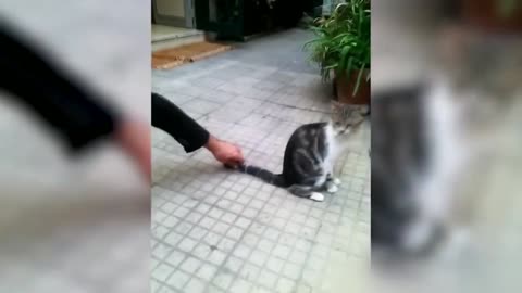 Cat 😺 vs gun 🔫 || Funny video || AnimalHub01