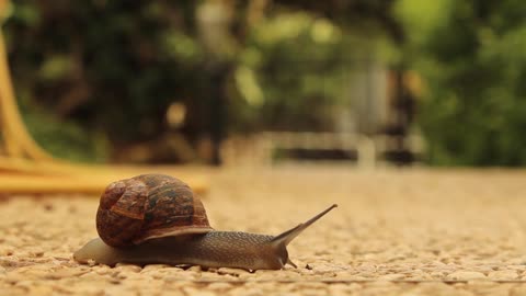 Snail trying to crossroad I filmed it
