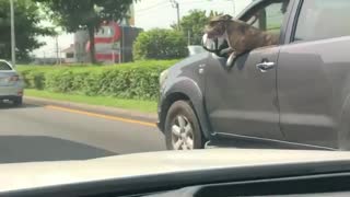 Stylish Dog Enjoys Car Ride on a Sunny Day