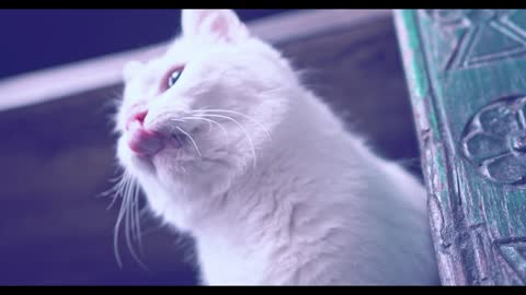 Cute Expression of Cute cat walking in the Book Shelves