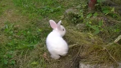 Cute rabbit funny video.