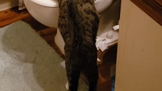 Kitty kitty in the toilet again!!