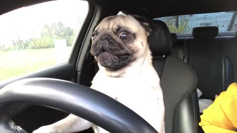 "Driving: pug displays classic signs of road rage