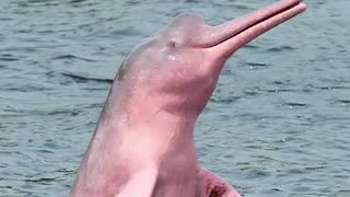 pink river dolphins