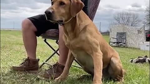 labrador retriever training