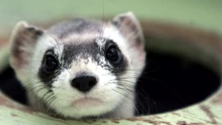 The cloned baby ferret bringing hope to a species