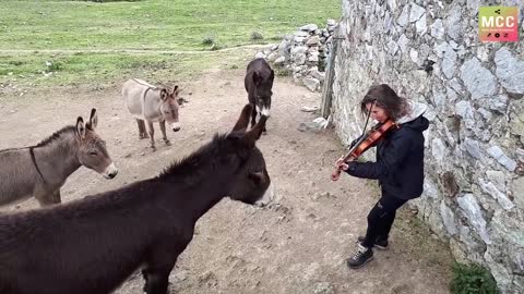 She plays the violin "O Sole Mio" in harmony with donkeys