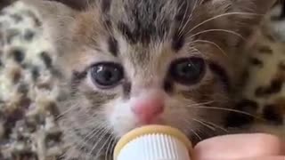 Funny CatsCute and Baby Cats