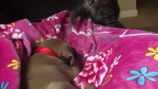 Kitten bats at puppy on pink blanket