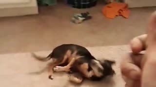 Little dog, big tricks!
