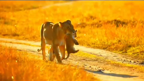 Lioness carrying lion cub in mouth on sunny wildlife reserve