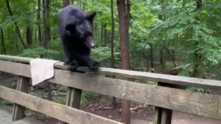 Polite Bear Listens And Gets Down Off Deck