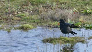 Crow Taking Bath In lake