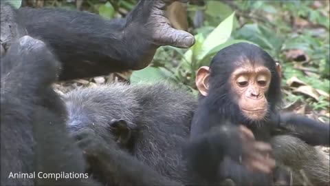 Cuddly Baby Chimpanzees Cutest Compilation