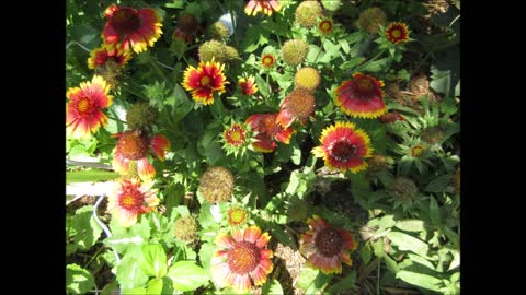 Arizona Sun - Blanket Plant July 2021