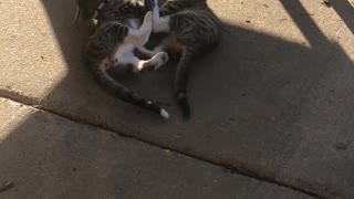 Kittens play fighting