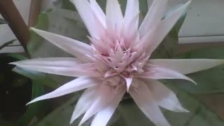 Beautiful pink bromeliad in the flower shop, the red one is more prettier! [Nature & Animals]