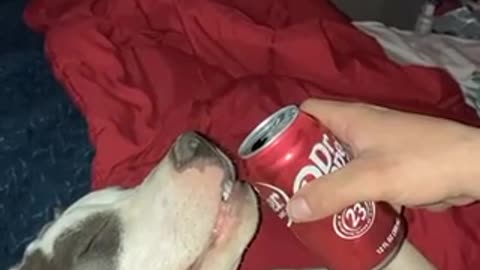 Dog drinking soda. Loving it