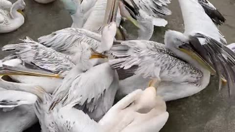 A flock of gannets are eating fish
