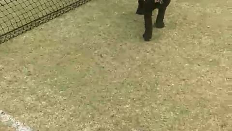 Dog Accidentally Backflips Through Tennis Net