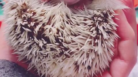 asmr Hedgehog