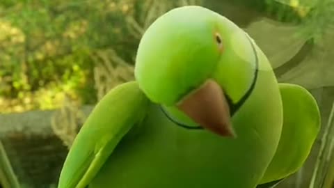 animal video v.k parrot video Funny parrot videos Smart and funny parrots vk video