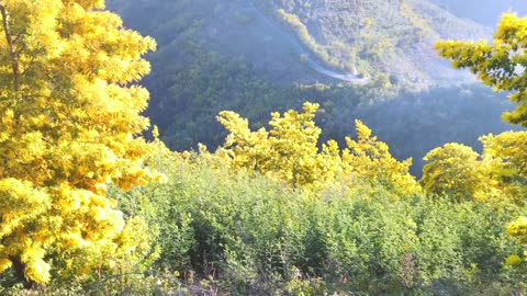 Bormes les mimosas - Route du Mimosa - Massif du Tanneron