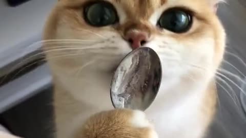 Hungry kitten Love
