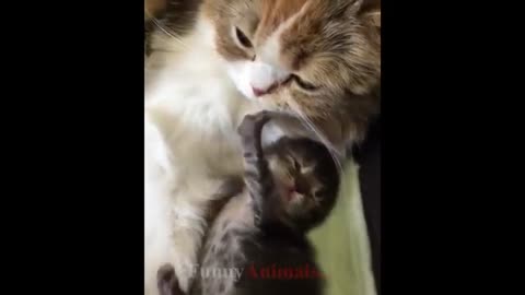 REALLY CUTE CAT VIDEOS