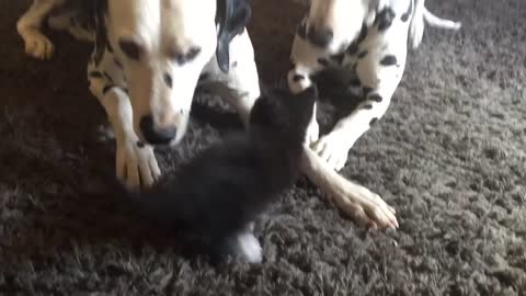 Adorable foster kitten plays with two Dalmatians