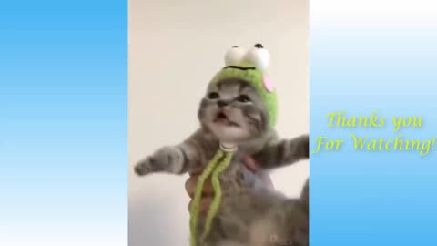 best videos cats funny #1