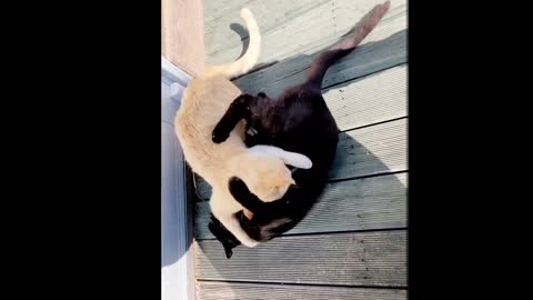Cat vs cat Fight