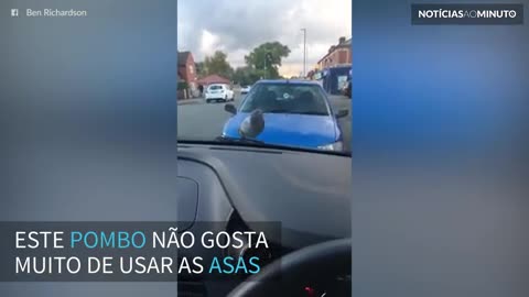 Pombo pega carona em viagem de carro