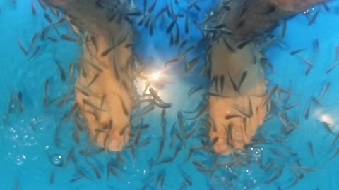 Fish eat dead skin off spa-goers feet