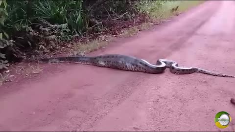 Sucuri snake with almost 6 meters is spotted with an alligator in its belly, in the Amazon in Brazil