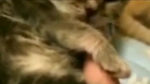 Funny Kitten Video, Kitten Meowing.