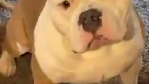 Dog begs mom for cookie from cookie jar