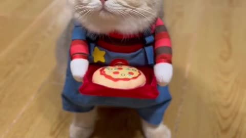 Enjoy you pizza. And don’t forget to leave a tip for your purr-fect waiter