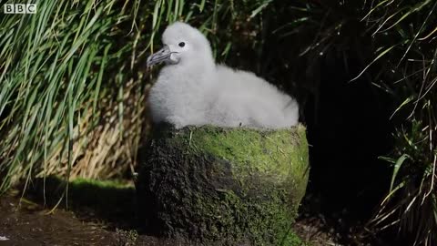 Baby Albatross Encounter Changes Life | Close Encounters | BBC Earth