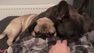 Adorable dogs snuggle in favorite blanket