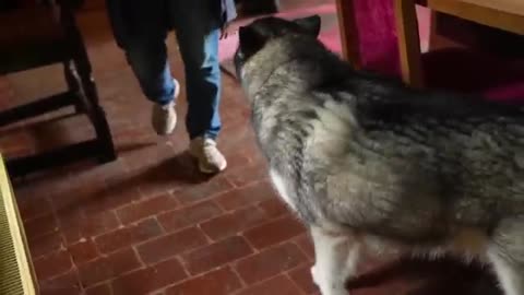 Husky CHASES Everyone And YELLS Until They Get Up And Leave!